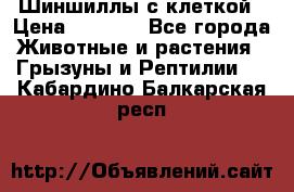 Шиншиллы с клеткой › Цена ­ 8 000 - Все города Животные и растения » Грызуны и Рептилии   . Кабардино-Балкарская респ.